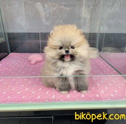 Boo Pomeranian Yavrular 3