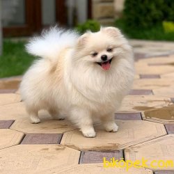 Boo Pomeranian Yavrular Orjinal Teddy Bear 3