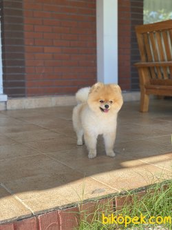 Boo Pomeranian Yetişkin Eğitmli 3