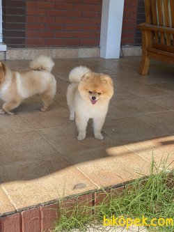 Boo Pomeranian Yetişkin Eğitmli 1