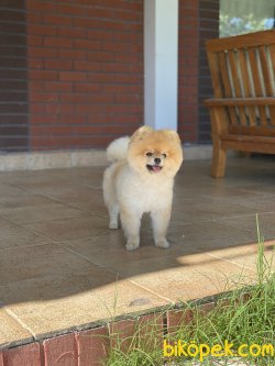 Boo Pomeranian Yetişkin Eğitmli 2