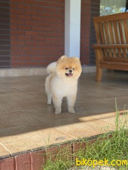 Boo Pomeranian Yetişkin Eğitmli 4