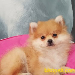Boo Pomerianan Yavruları 1