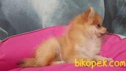 Boo Pomerianan Yavruları 4