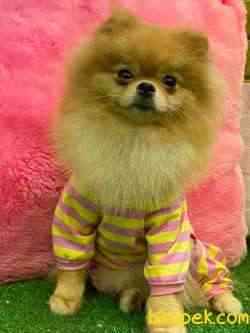 BOO SURAT 3
