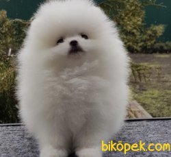 BOO TEDDY 1