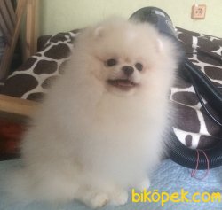 BOO TEDDY 3