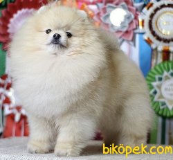 BOO TEDDY 2