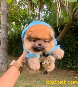 Boo  Teddy Bear 3 Aylık Disi 2