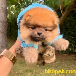 Boo  Teddy Bear 3 Aylık Disi 3