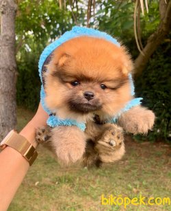 Boo  Teddy Bear 3 Aylık Disi 1