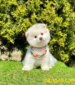 Boo Tıraşlı Güzel Yüzlü Pomeranian 4