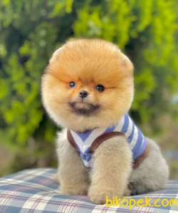 Boo Traşlı Mini Boy Ayı Surat Pomeranian 4