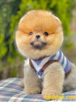 Boo Traşlı Mini Boy Ayı Surat Pomeranian 2