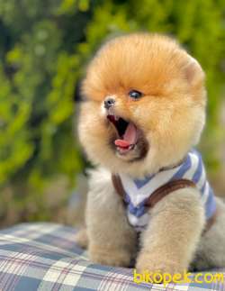 Boo Traşlı Mini Boy Ayı Surat Pomeranian 3
