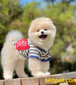Boo Traşlı Pomeranian Yetişkin 4