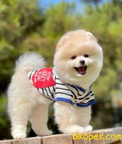 Boo Traşlı Pomeranian Yetişkin 1