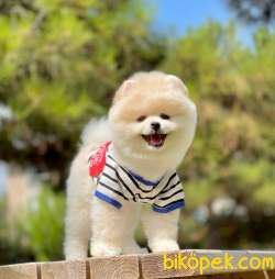 Boo Traşlı Pomeranian Yetişkin 2