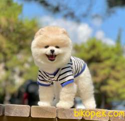 Boo Traşlı Pomeranian Yetişkin 3