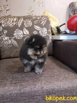 Boo Yavruları 2