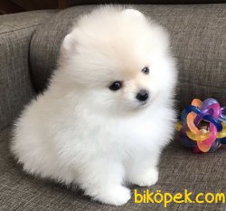 Boo Yavrularımız 3