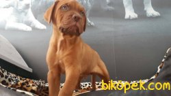 BORDEAUX MASTIFF YAVRULARI 2