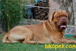 BORDEAUX MASTIFF YAVRULARI 5