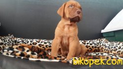 BORDEAUX MASTIFF YAVRULARI 4