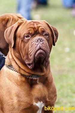 BORDEAUX MASTIFF YAVRULARI 1