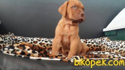 BORDEAUX MASTIFF YAVRULARI 3