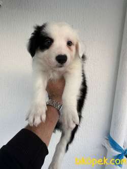 Border Colli 3