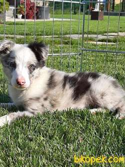 Border Colli Blue Merle A Kalite 4