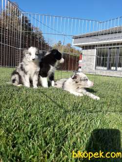 Border Colli Blue Merle A Kalite 3