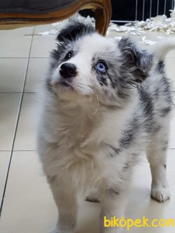 BORDER COLLİ BLUE MERLE YAVRULARI 3