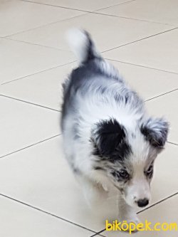 BORDER COLLİ BLUE MERLE YAVRULARI 4