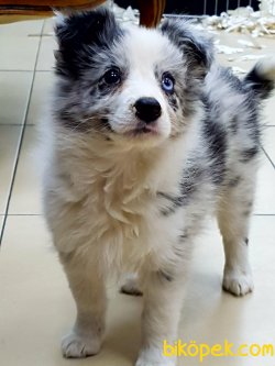 BORDER COLLİ BLUE MERLE YAVRULARI 1