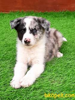 BORDER COLLİ MERLE  YAVRULARI 4
