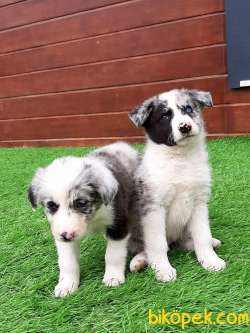 BORDER COLLİ MERLE  YAVRULARI 5