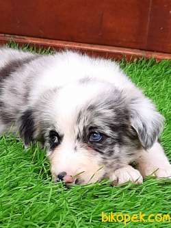 BORDER COLLİ MERLE  YAVRULARI 2
