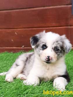 BORDER COLLİ MERLE  YAVRULARI 1