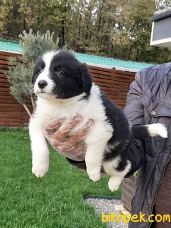 BORDER COLLİ YAVRULARI 1
