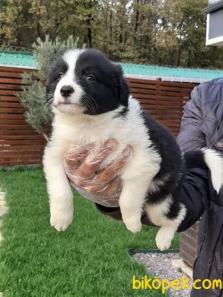 BORDER COLLİ YAVRULARI 3
