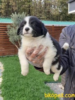BORDER COLLİ YAVRULARI 4