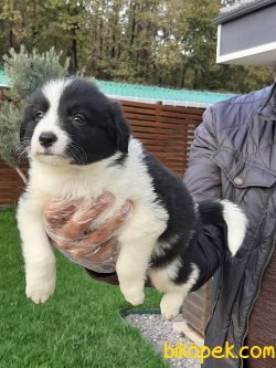 BORDER COLLİ YAVRULARI 3