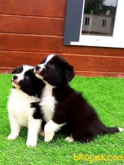 BORDER COLLİ YAVRULARI 1