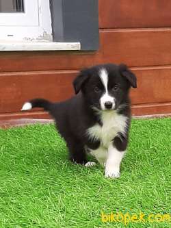 A KALİTE BORDER COLLİ YAVRULARI 4