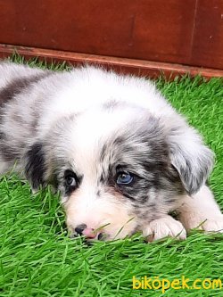 BORDER COLLİ YAVRULARI BLUE MERLE 2