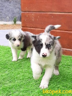 BORDER COLLİ YAVRULARI BLUE MERLE 3