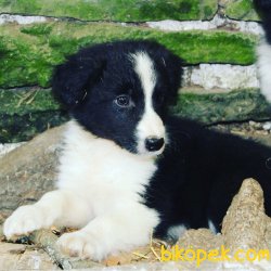 BORDER COLLİ YAVRULARI BLUE MERLE 4