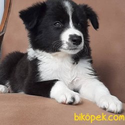 BORDER COLLİ YAVRULARI BLUE MERLE 1
